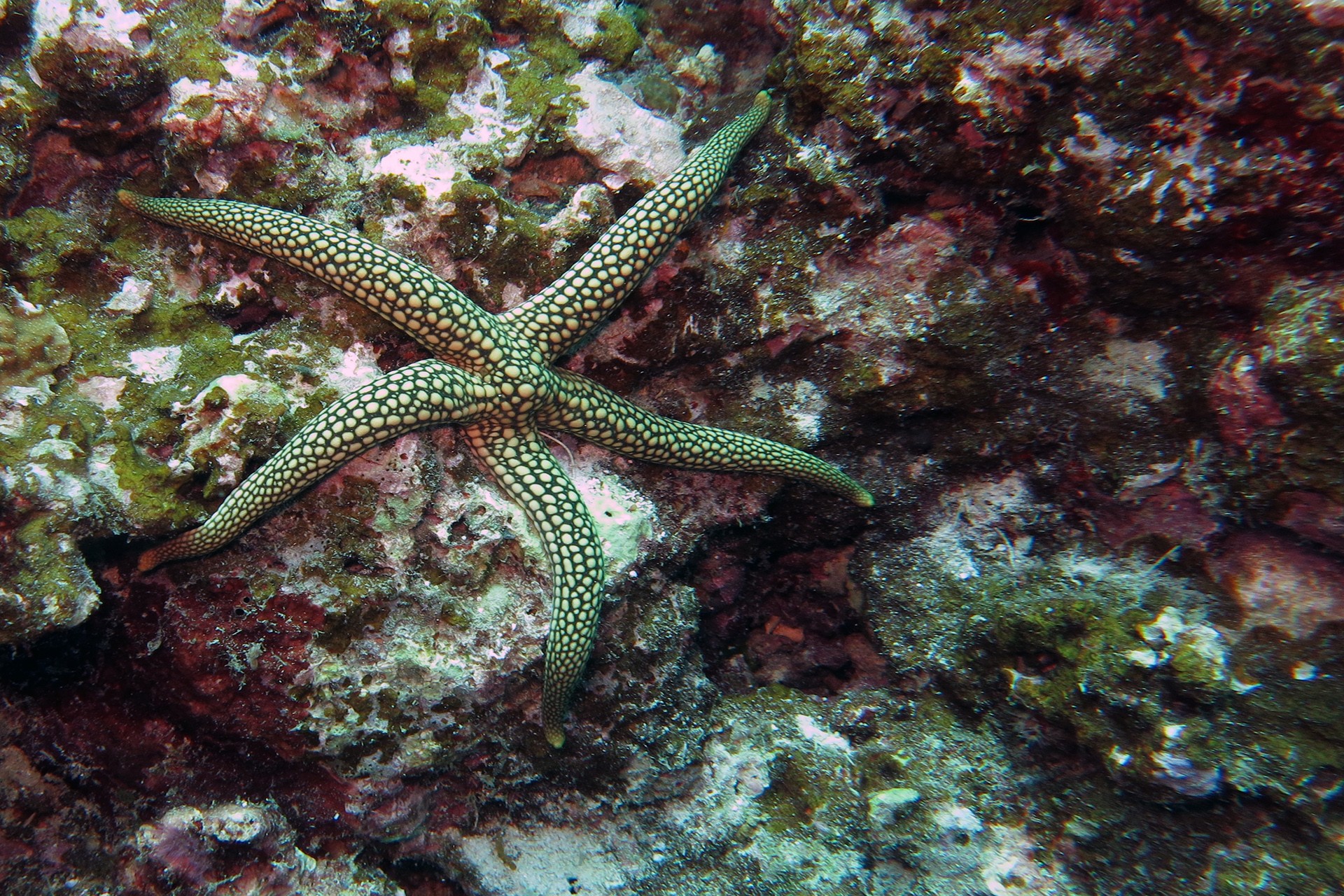 Indian sea star fromia indica - The Stars Of The Sea | Nature inFocus