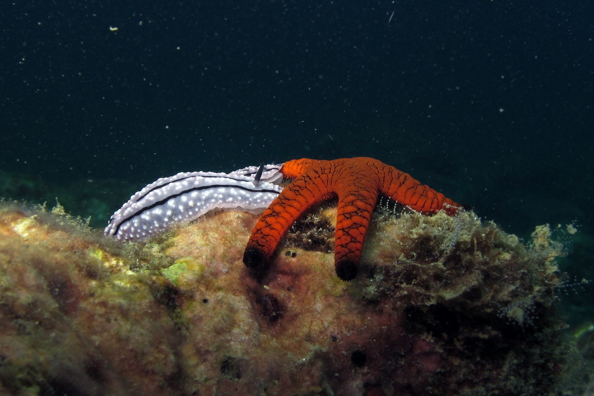 Indian sea star interacting with a se slug on the reef of twins island in south andaman - The Stars Of The Sea | Nature inFocus