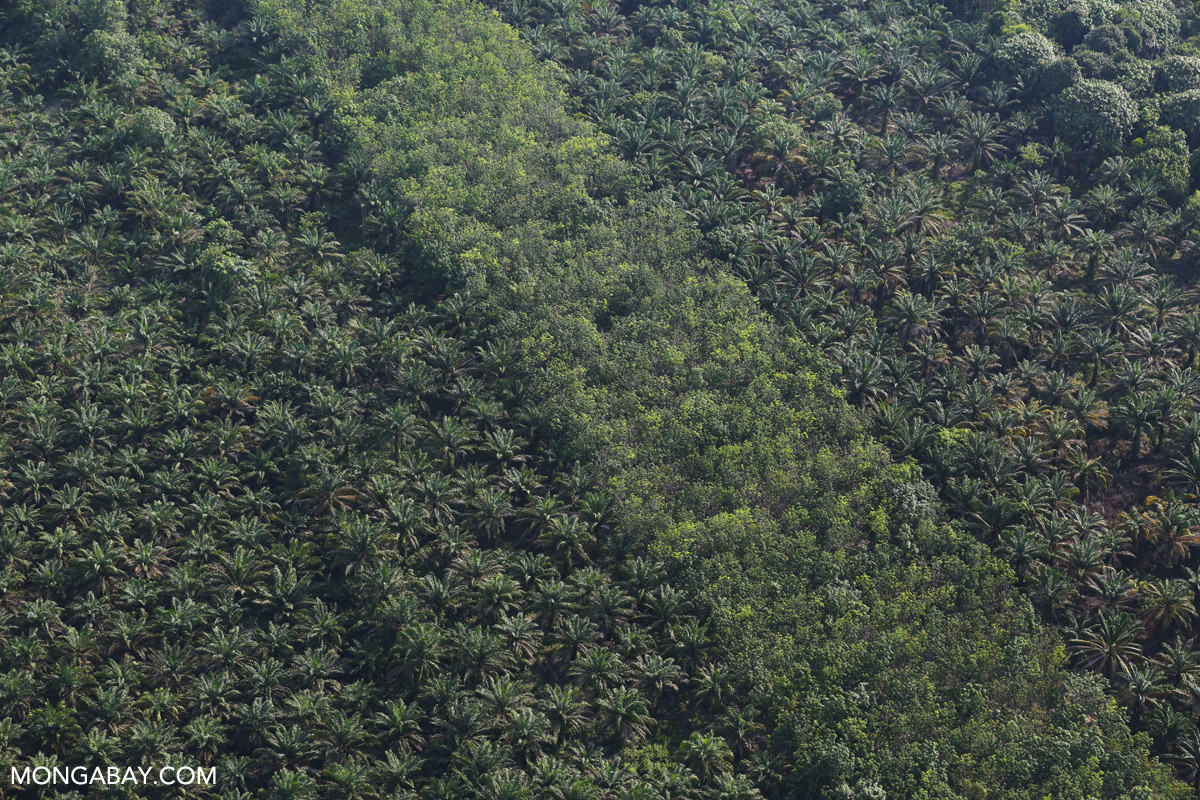 Indonesia - India's Push For Oil Palm Cultivation Despite Environmental And Economic Concerns | Nature inFocus