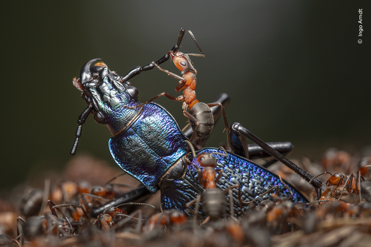  Ingo Arndt  Wildlife Photographer of the Year | Nature Infocus