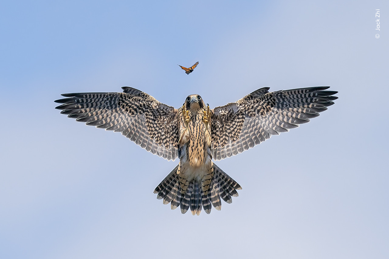   Jack Zhi  Wildlife Photographer of the Year | Nature Infocus