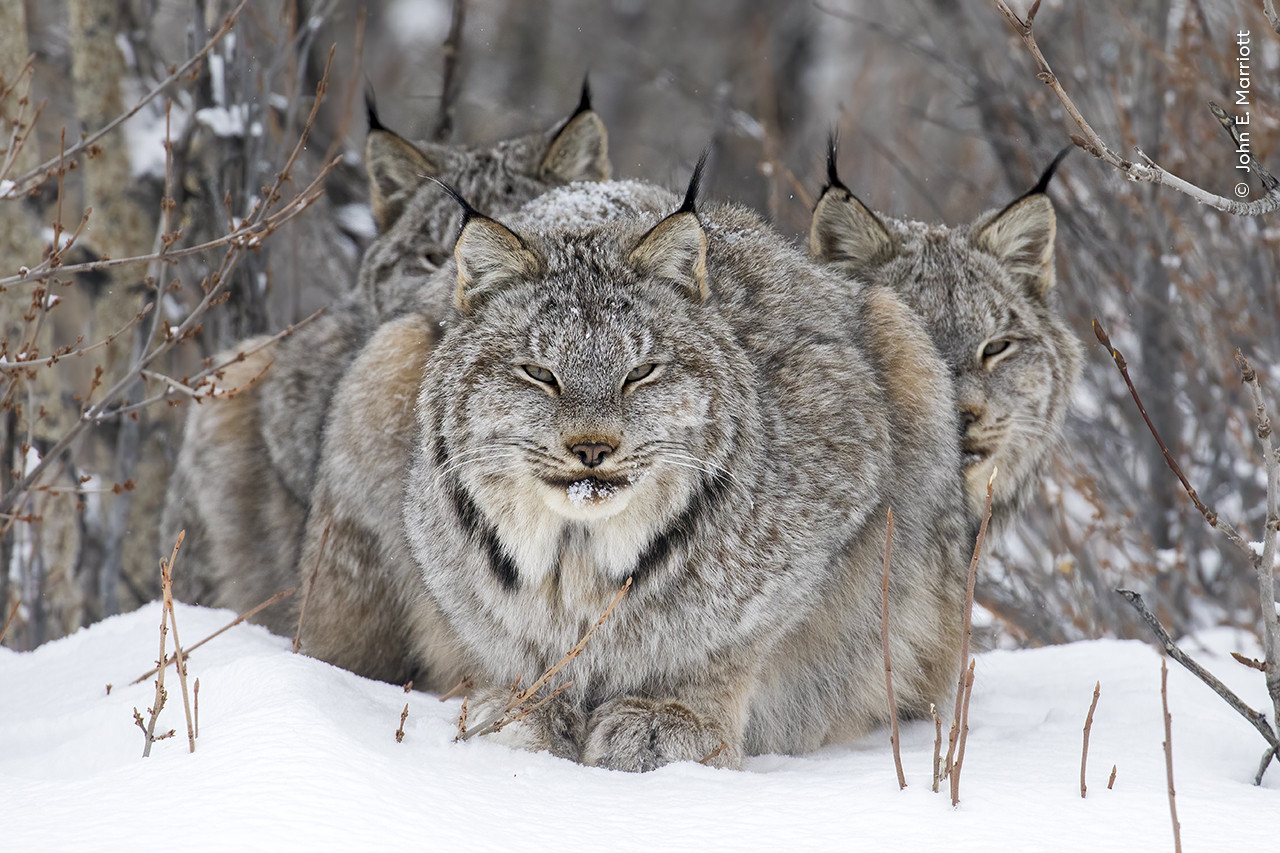   John Marriott  Wildlife Photographer of the Year | Nature Infocus