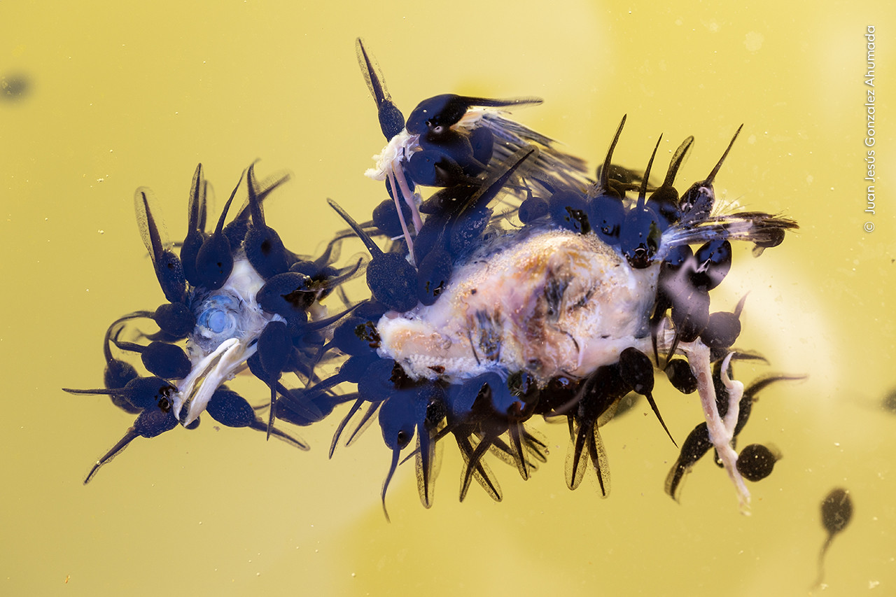   Juan Jesu s Gonzalez Ahumada  Wildlife Photographer of the Year | Nature Infocus