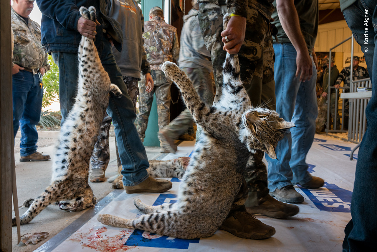   Karine Aigner      Wildlife Photographer of the Year | Nature Infocus
