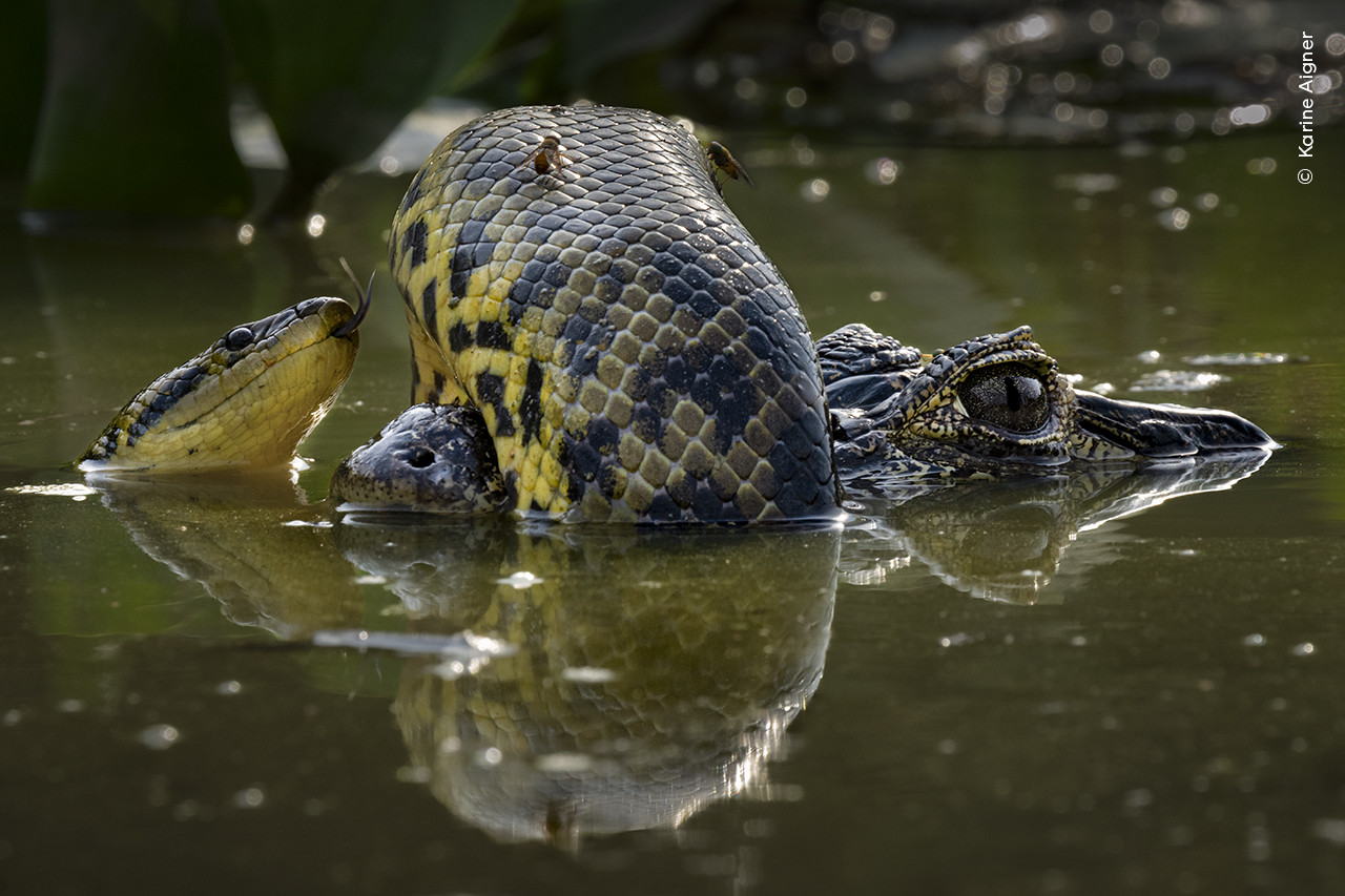   Karine Aigner  Wildlife Photographer of the Year | Nature Infocus