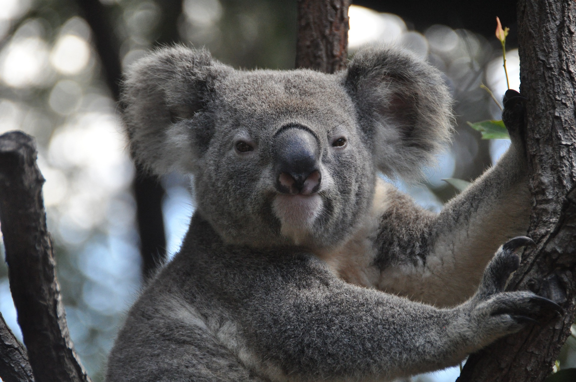 Endangered Koala photographed in Australia