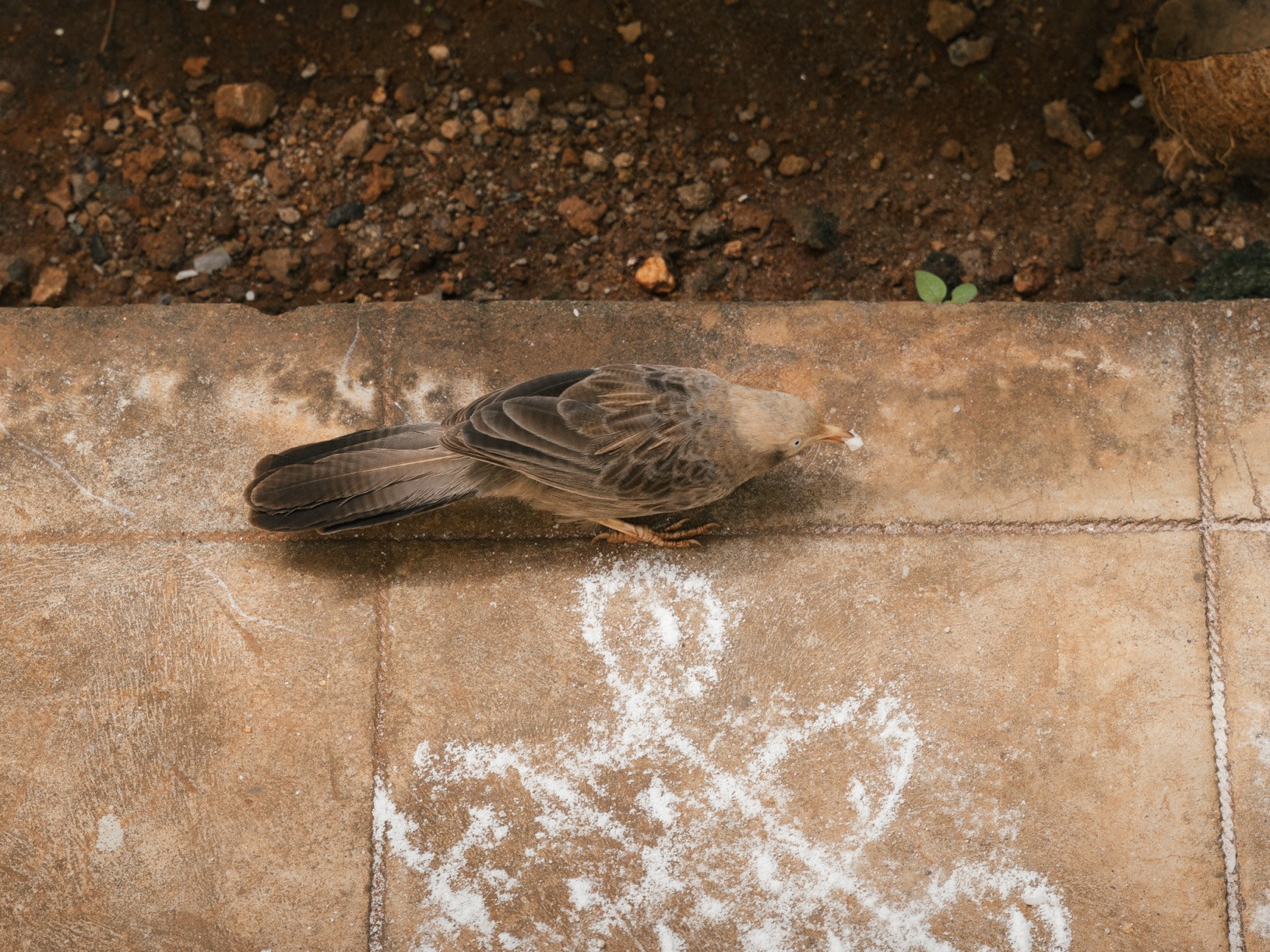 Kolam CBE    | Nature Infocus