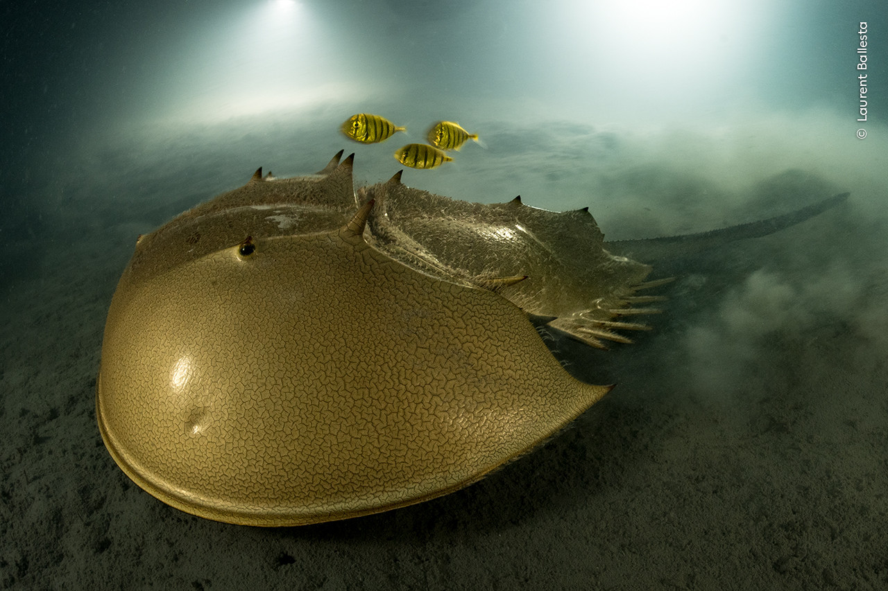  Laurent Ballesta      Wildlife Photographer of the Year | Nature Infocus