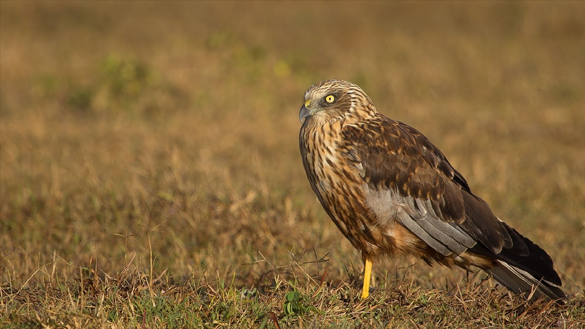 Western Marsh harrier male in a field