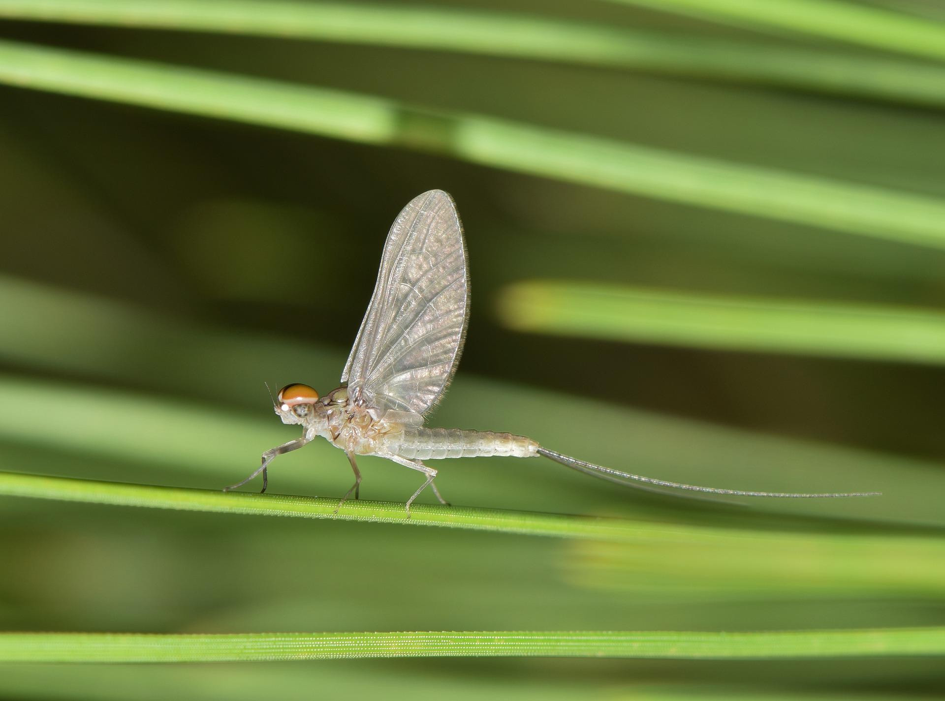Close up image of a Mayfly insect 
