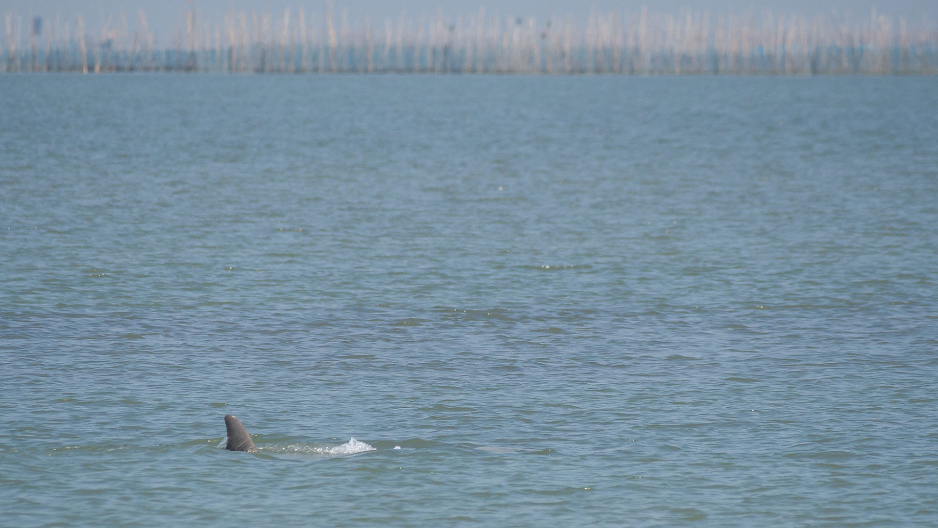 Irrawaddy Dolphin in Chilika Lake Odisha