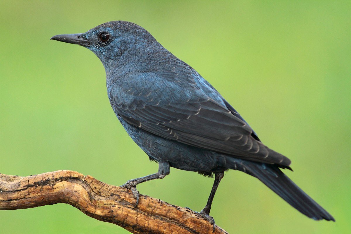Blue Rock Thrush Monticola solitarius