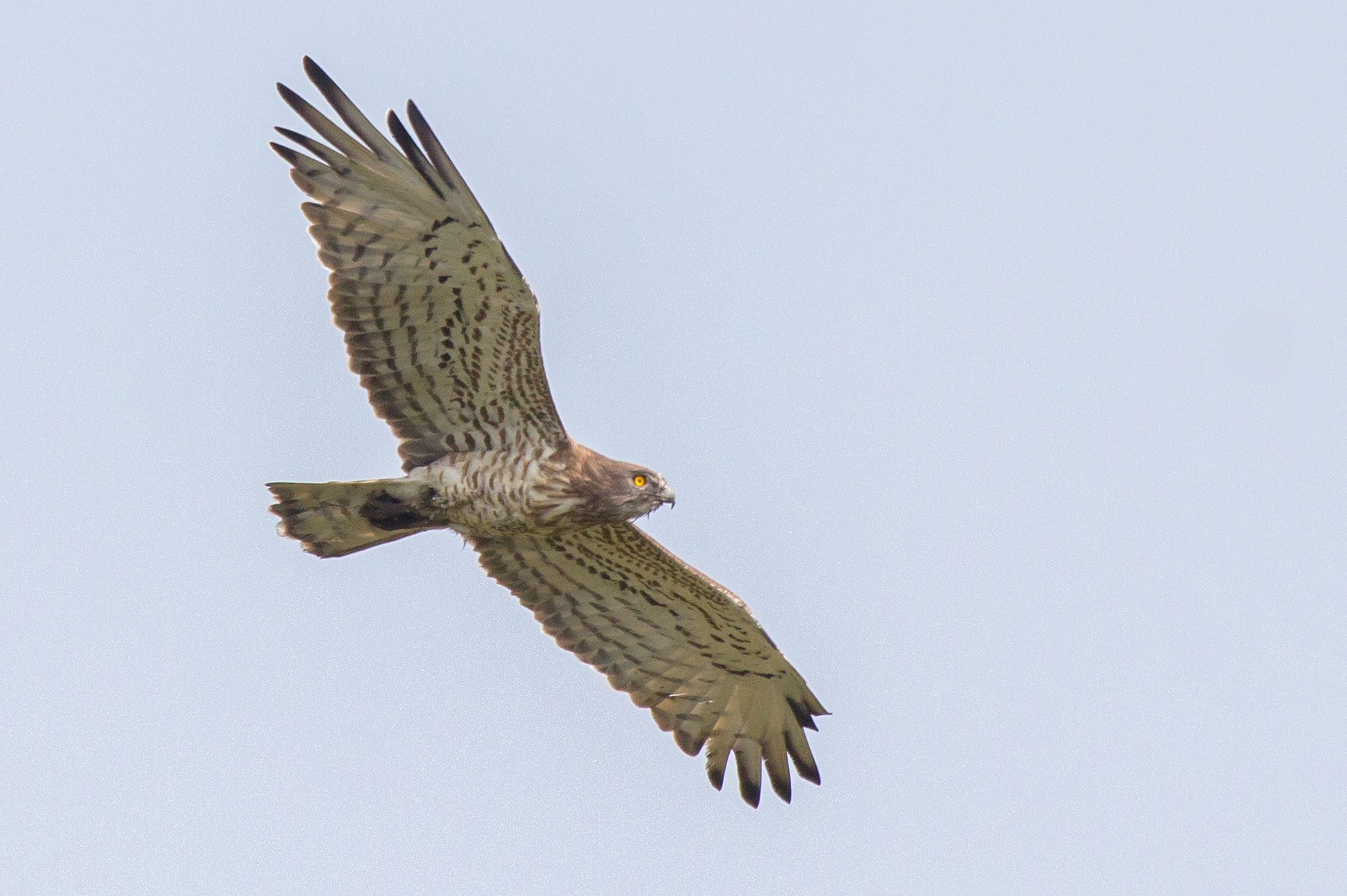 Short-toed Snake Eagle Circaetus gallicus