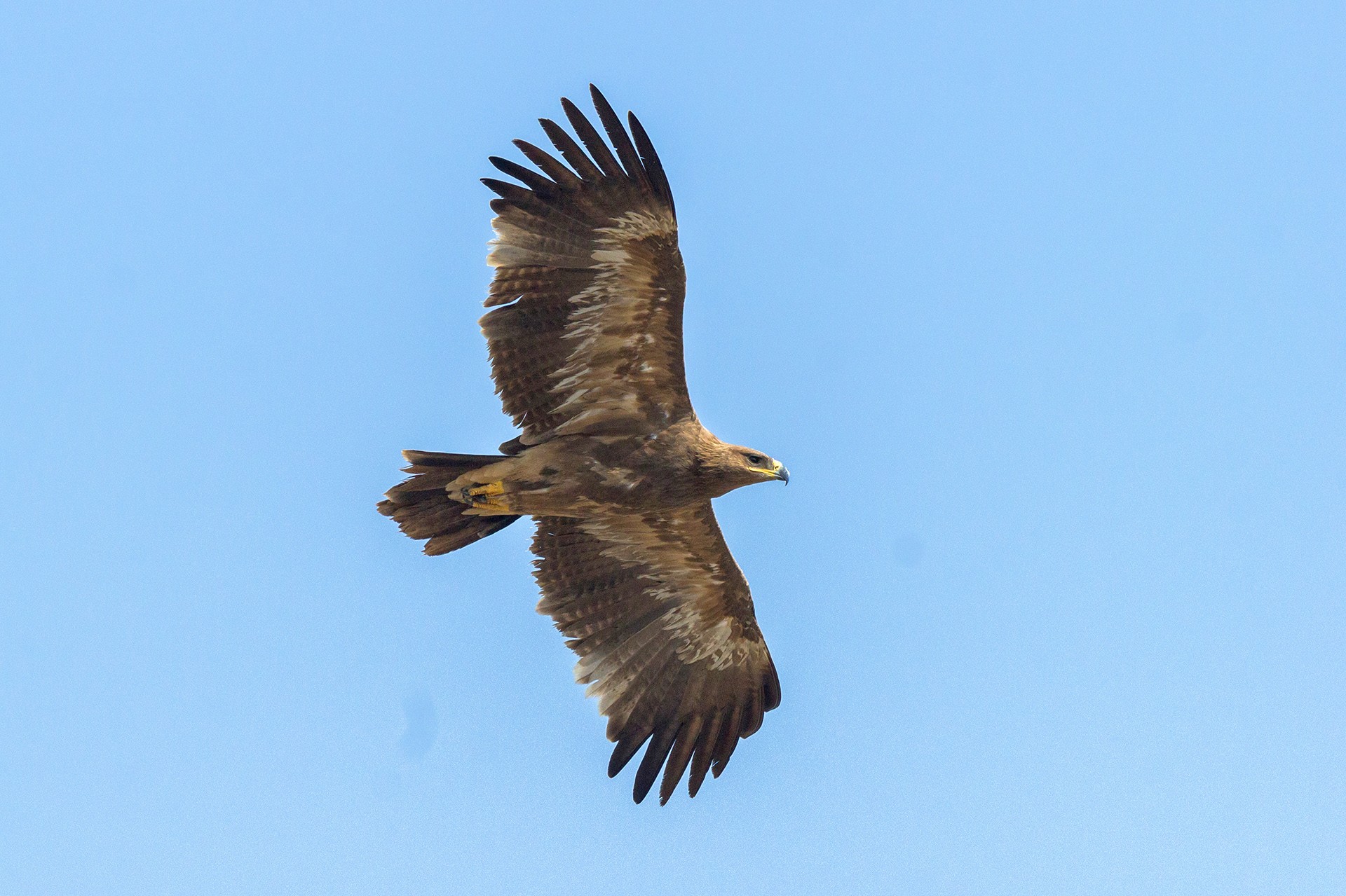 Steppe Eagle Aquila nipalensis