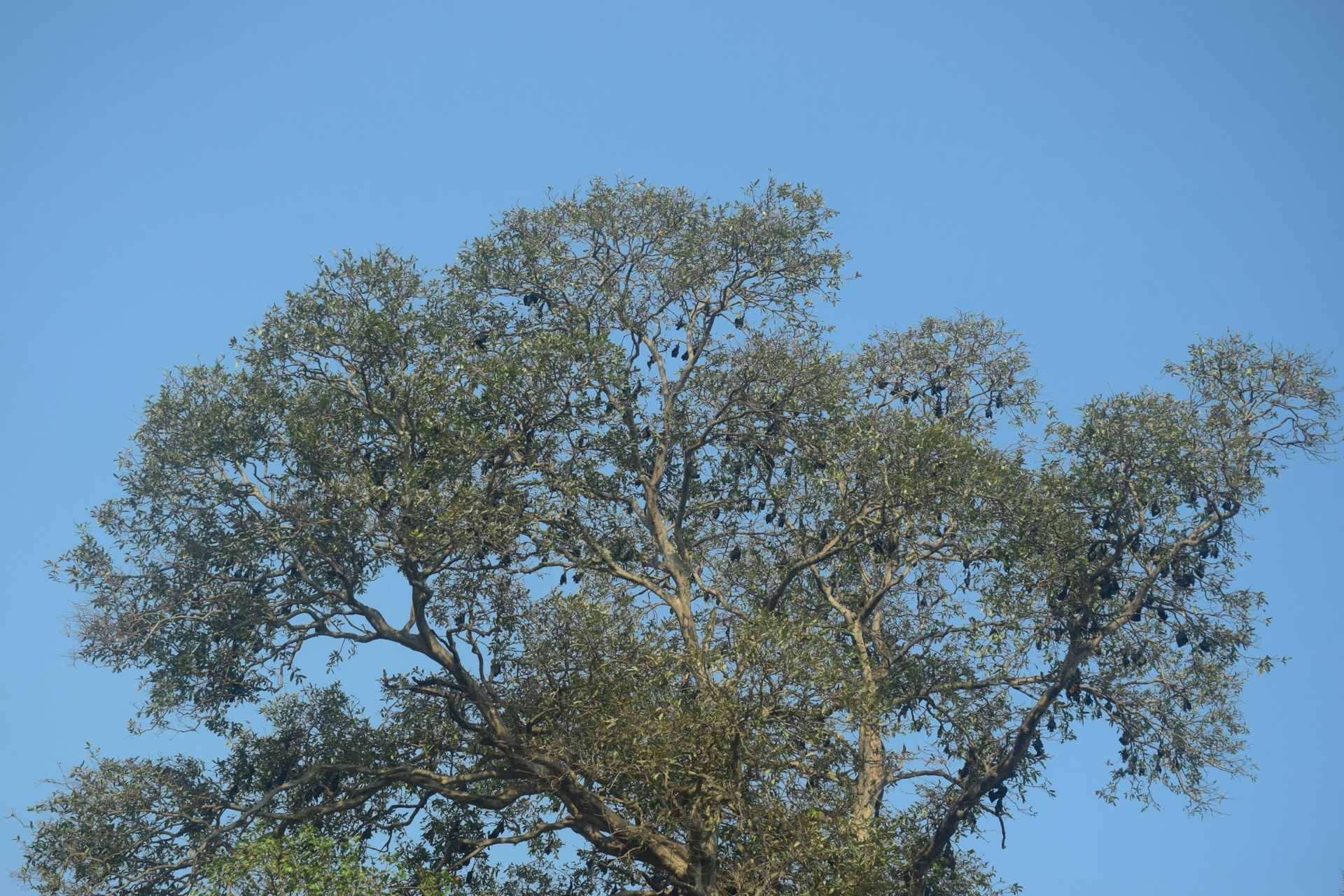 Murappanadu sacred grove | Nature Infocus