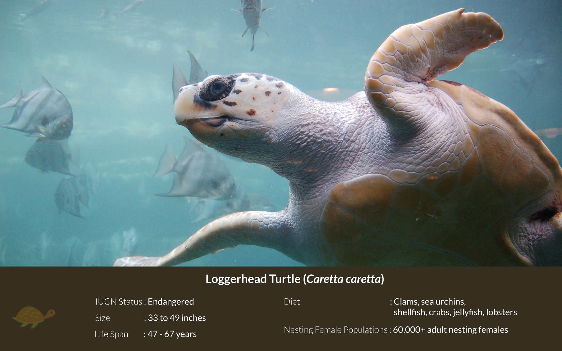 Loggerhead turtle Caretta caretta