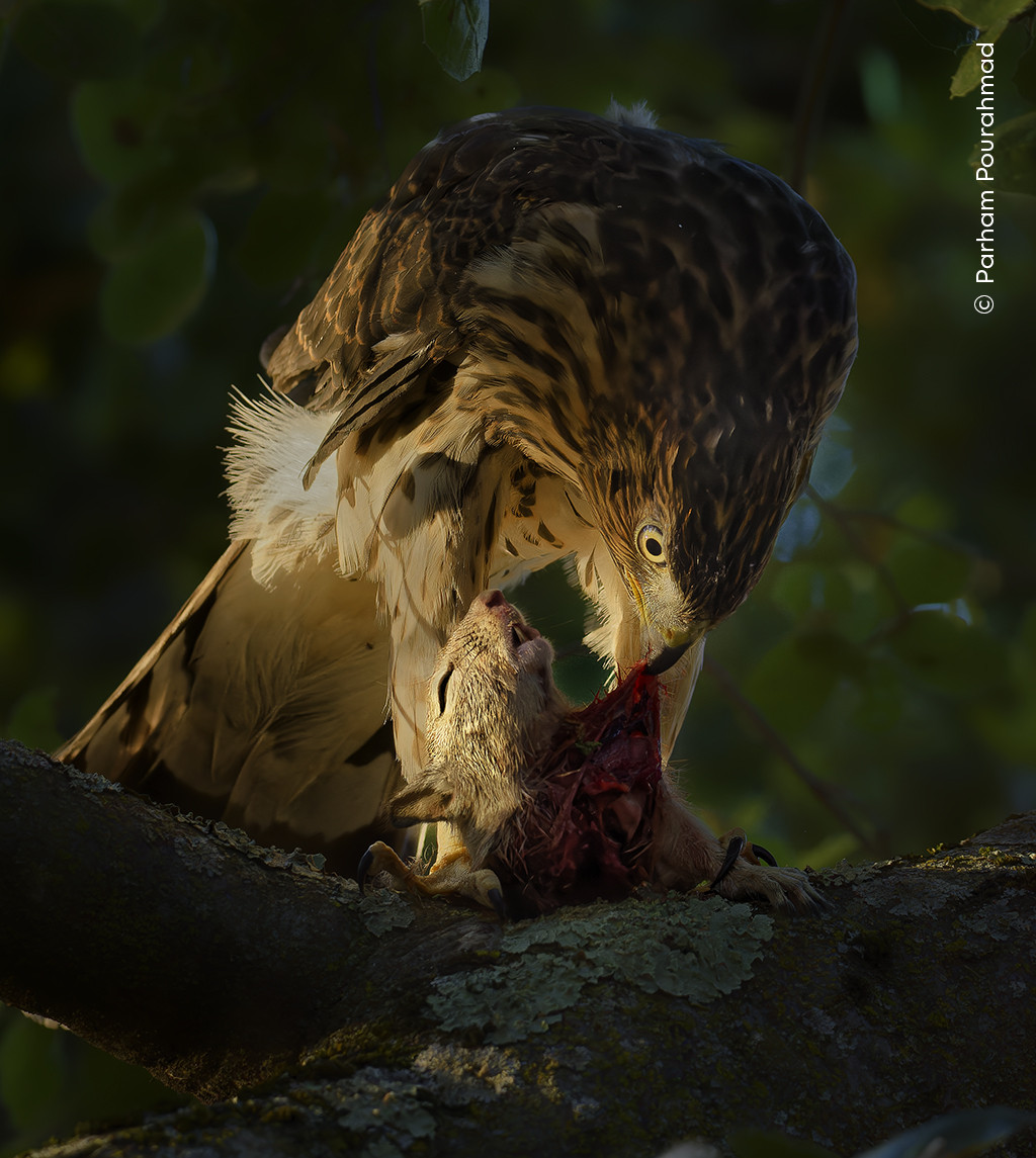   Parham Pourahmad  Wildlife Photographer of the Year | Nature Infocus