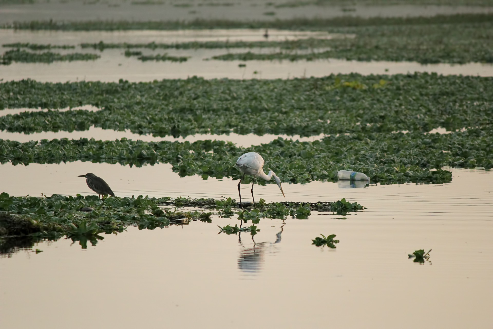 Birds feeding in Pashan lake