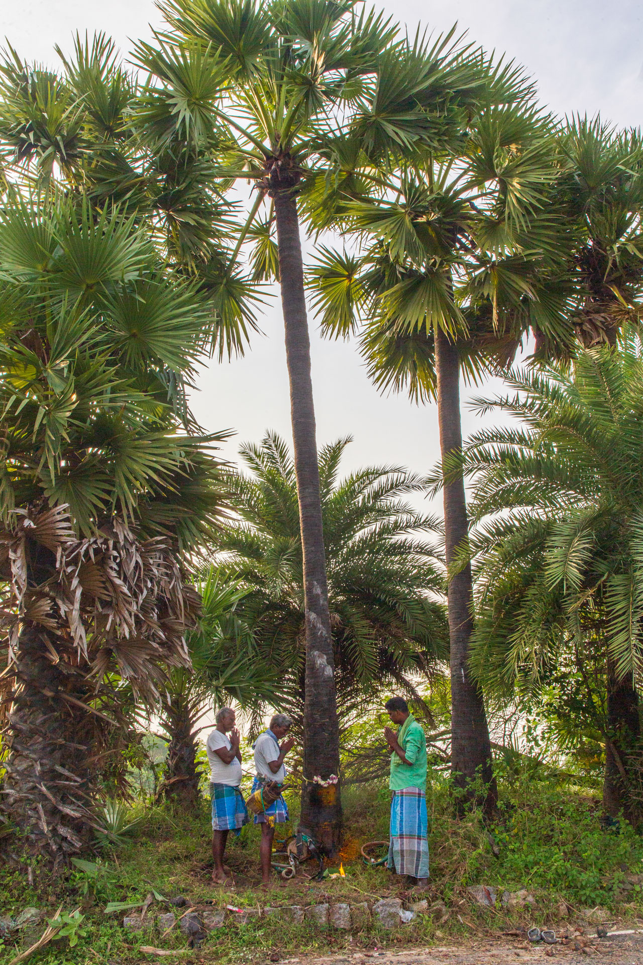PATTABI RAMAN PALM      | Nature Infocus
