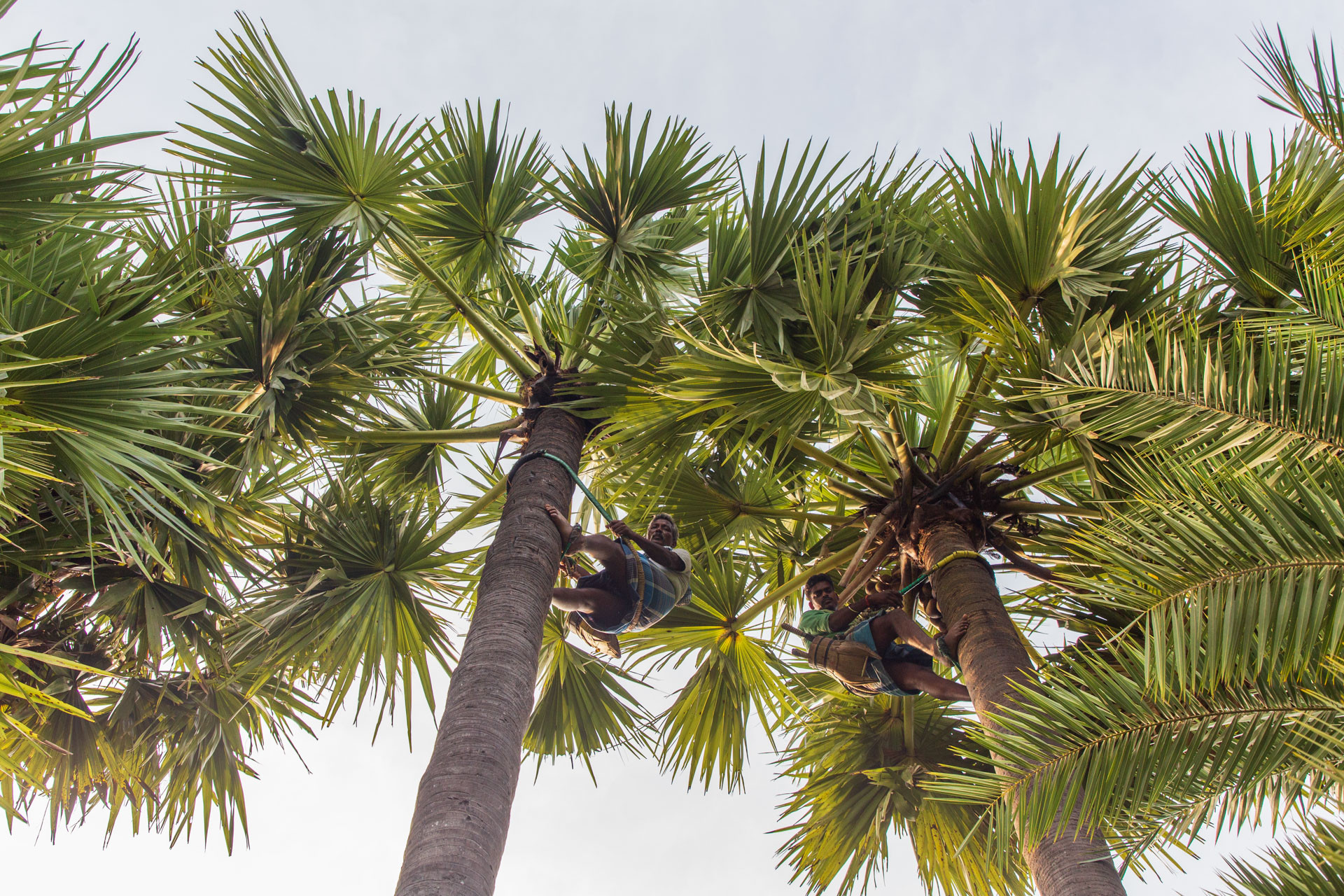 PATTABI RAMAN PALM      | Nature Infocus