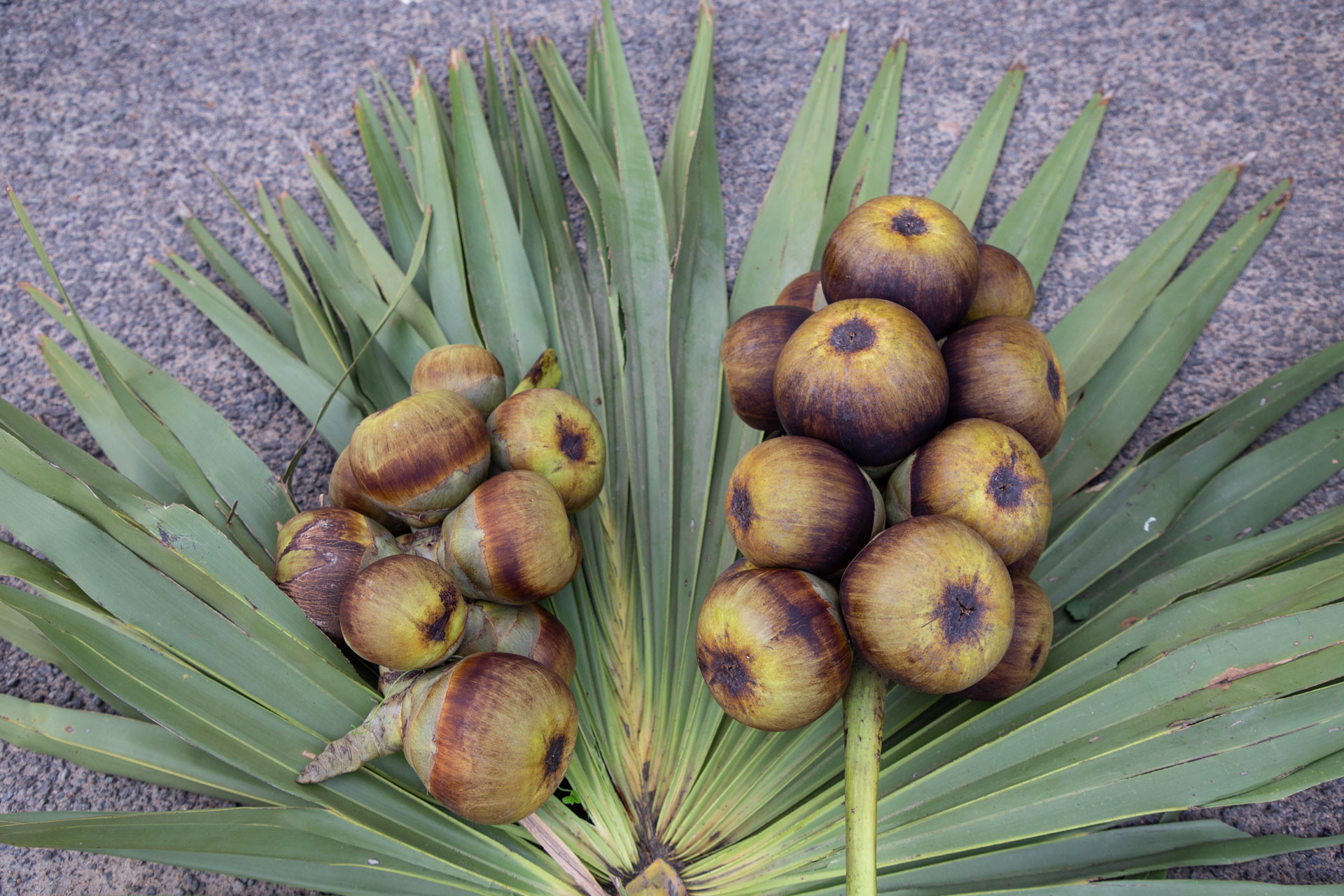 PATTABI RAMAN PALM      | Nature Infocus