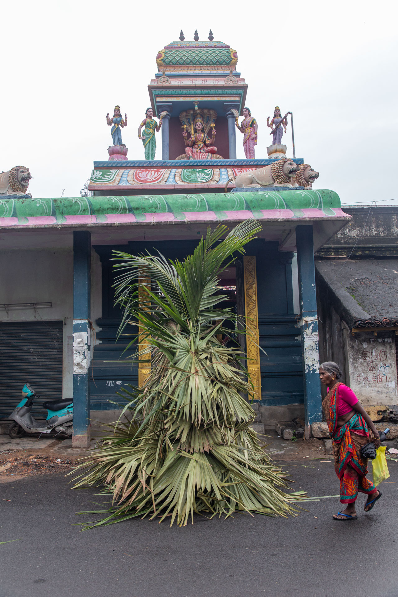PATTABI RAMAN PALM     | Nature Infocus