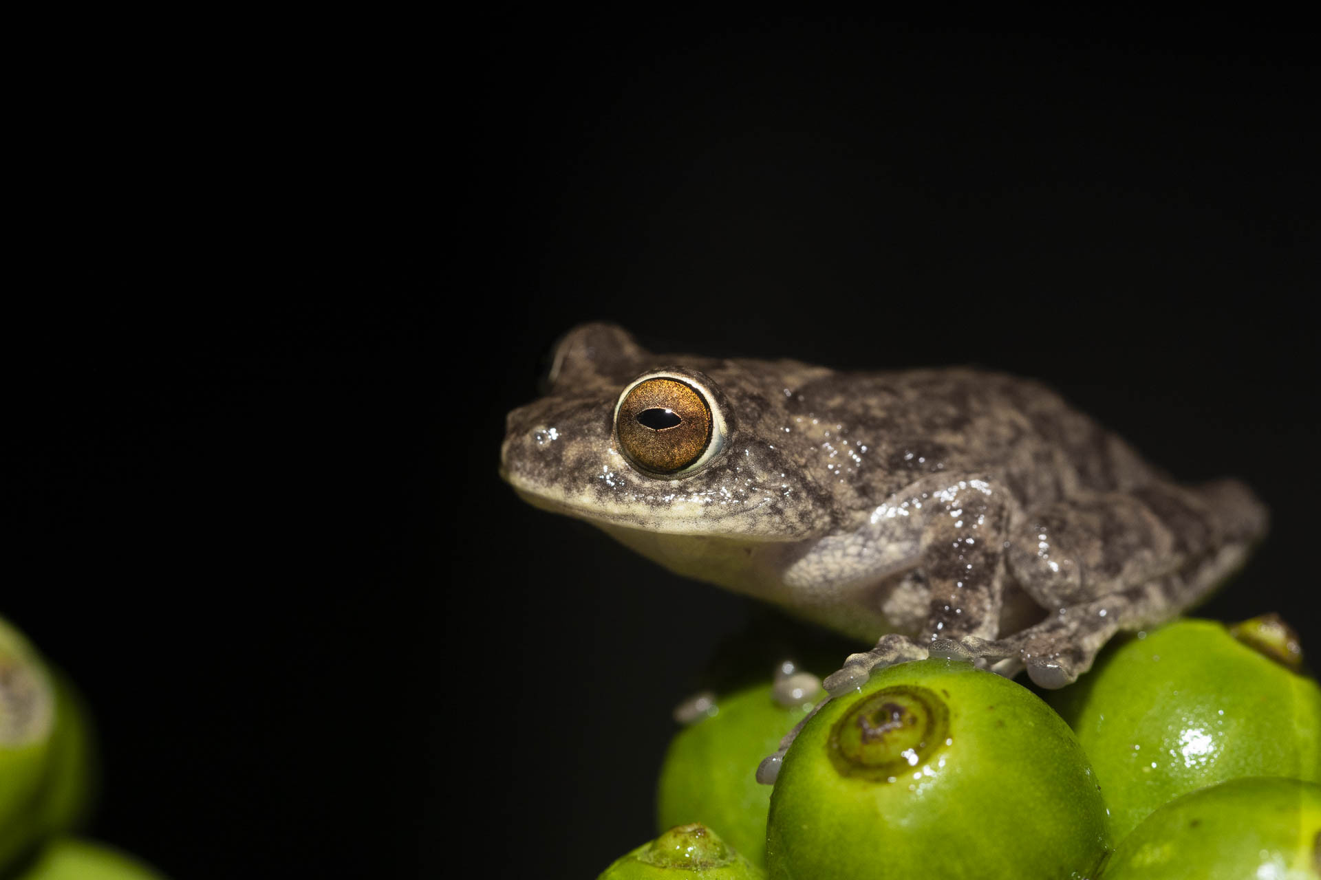 Large Ponmudi Bush Frog Raorchestes ponmudi