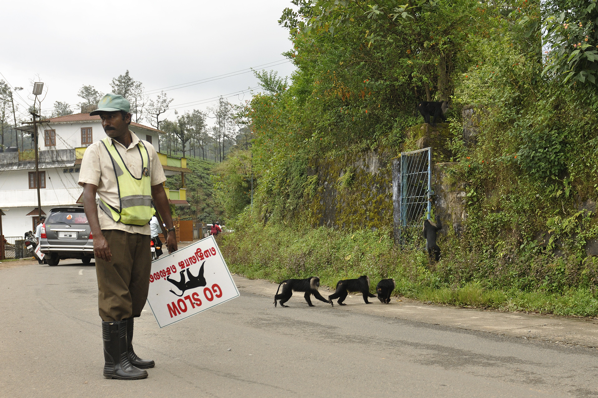 A volunteer helping lion tailed macaques cross the road in Valparai