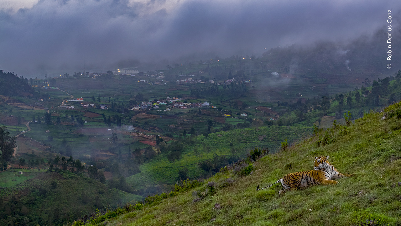   Robin Darius  Wildlife Photographer of the Year | Nature Infocus