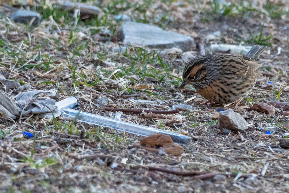 Rufous breasted accentor and pen - The Great Himalayan Plastic Crisis | Nature inFocus