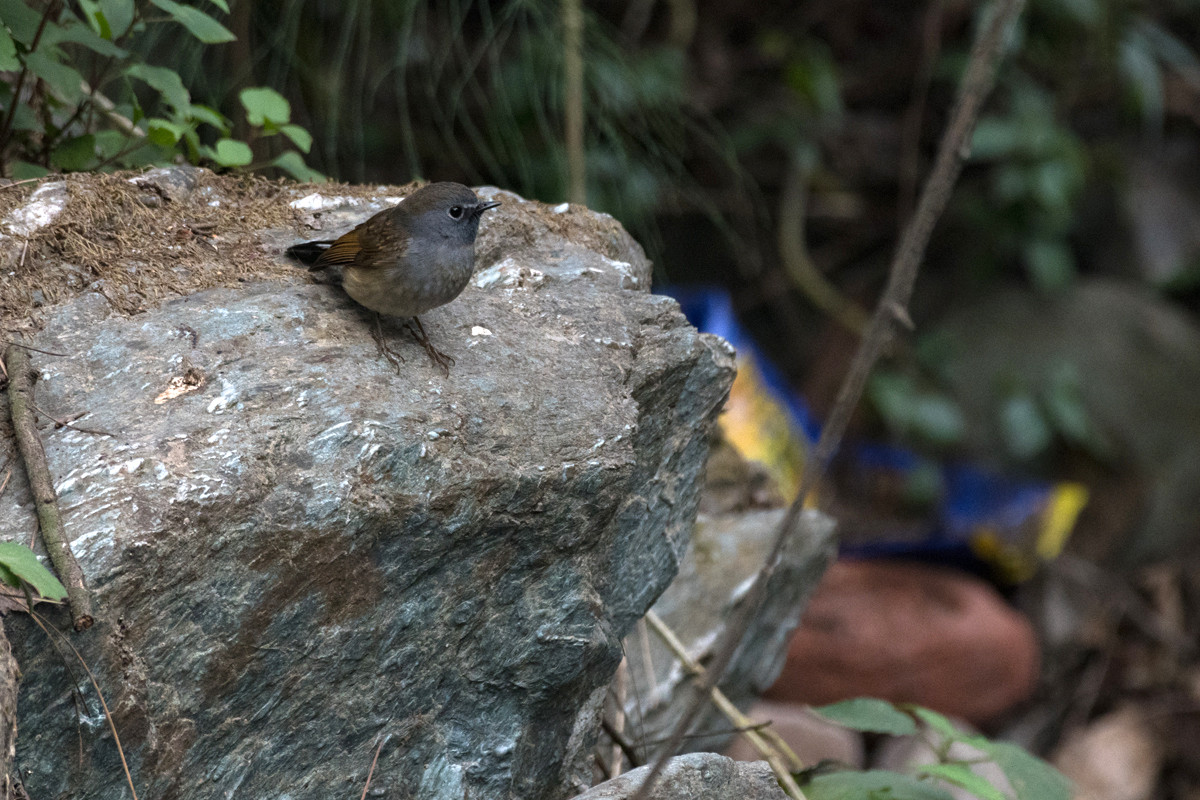 Rufous gorgeted fc and blue mess - The Great Himalayan Plastic Crisis | Nature inFocus