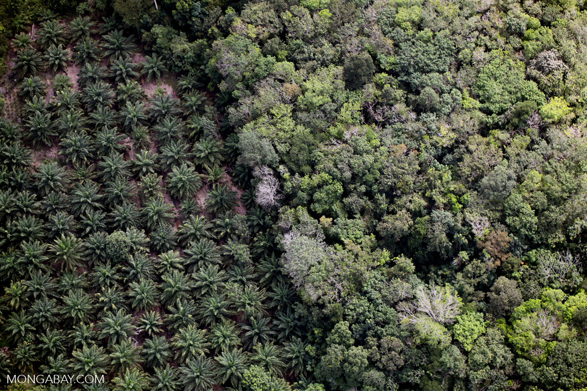 Sabah - India's Push For Oil Palm Cultivation Despite Environmental And Economic Concerns | Nature inFocus