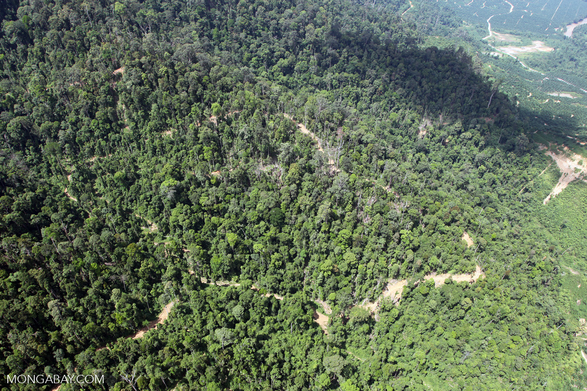 Sabah - India's Push For Oil Palm Cultivation Despite Environmental And Economic Concerns | Nature inFocus