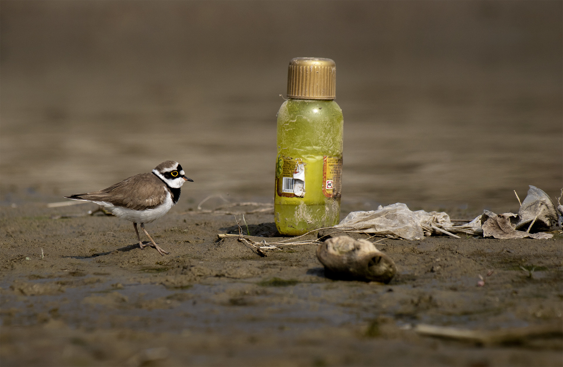 Sagnik Basu                  | Nature Infocus