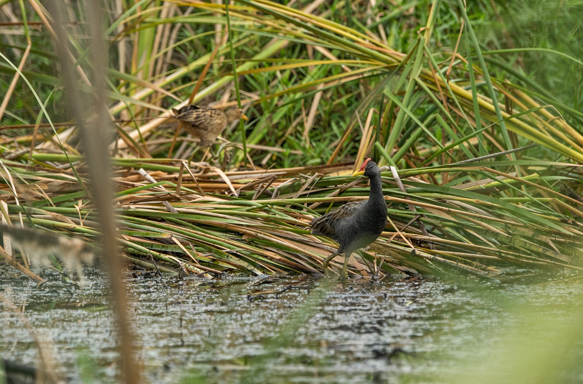 Watercock Gallicrex cinerea a shy and elusive bird