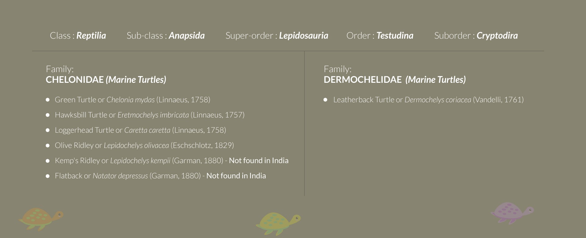 Five species of sea turtles in India