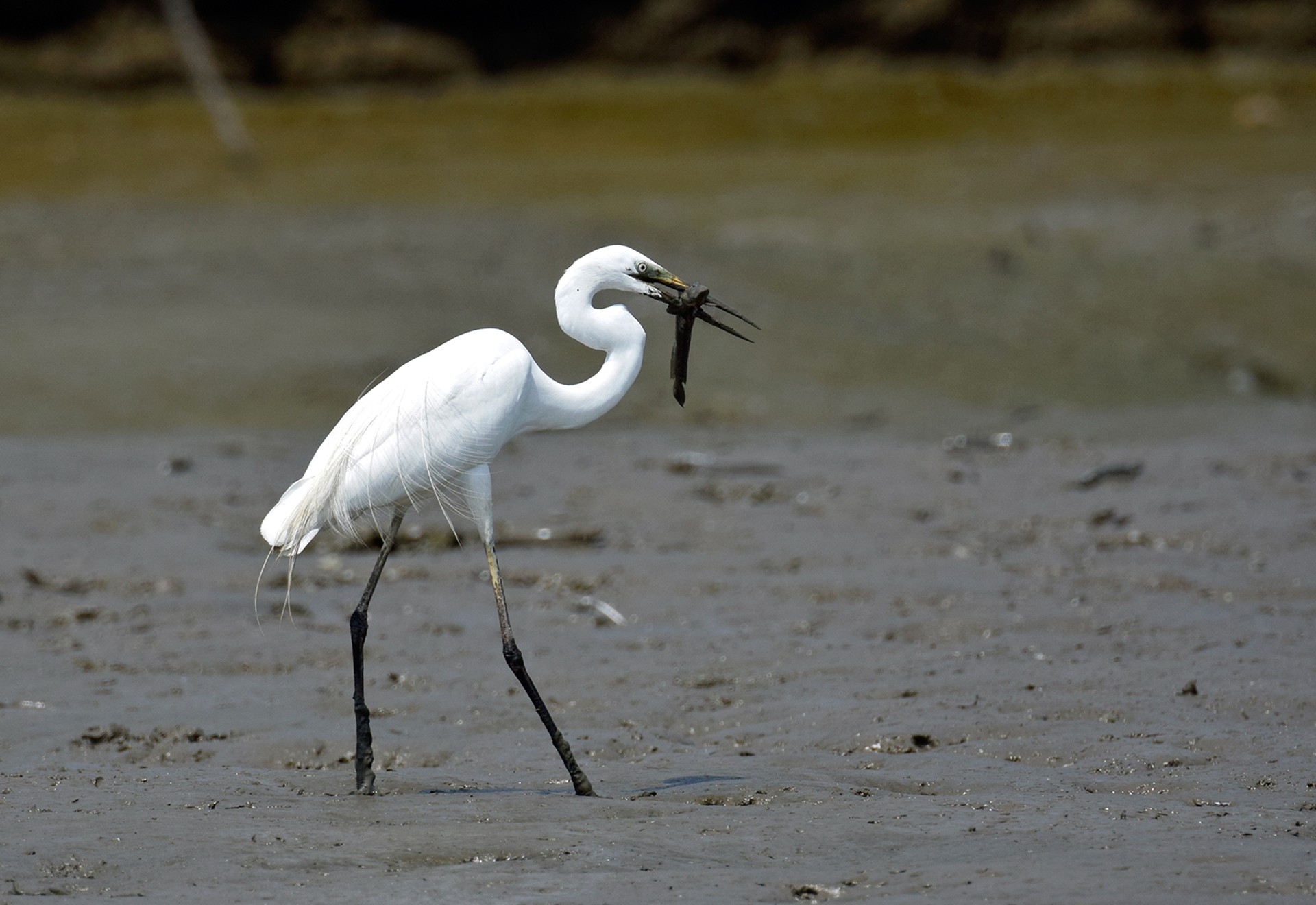 Intermediate Egret Mesophoyx intermedia in Sewri
