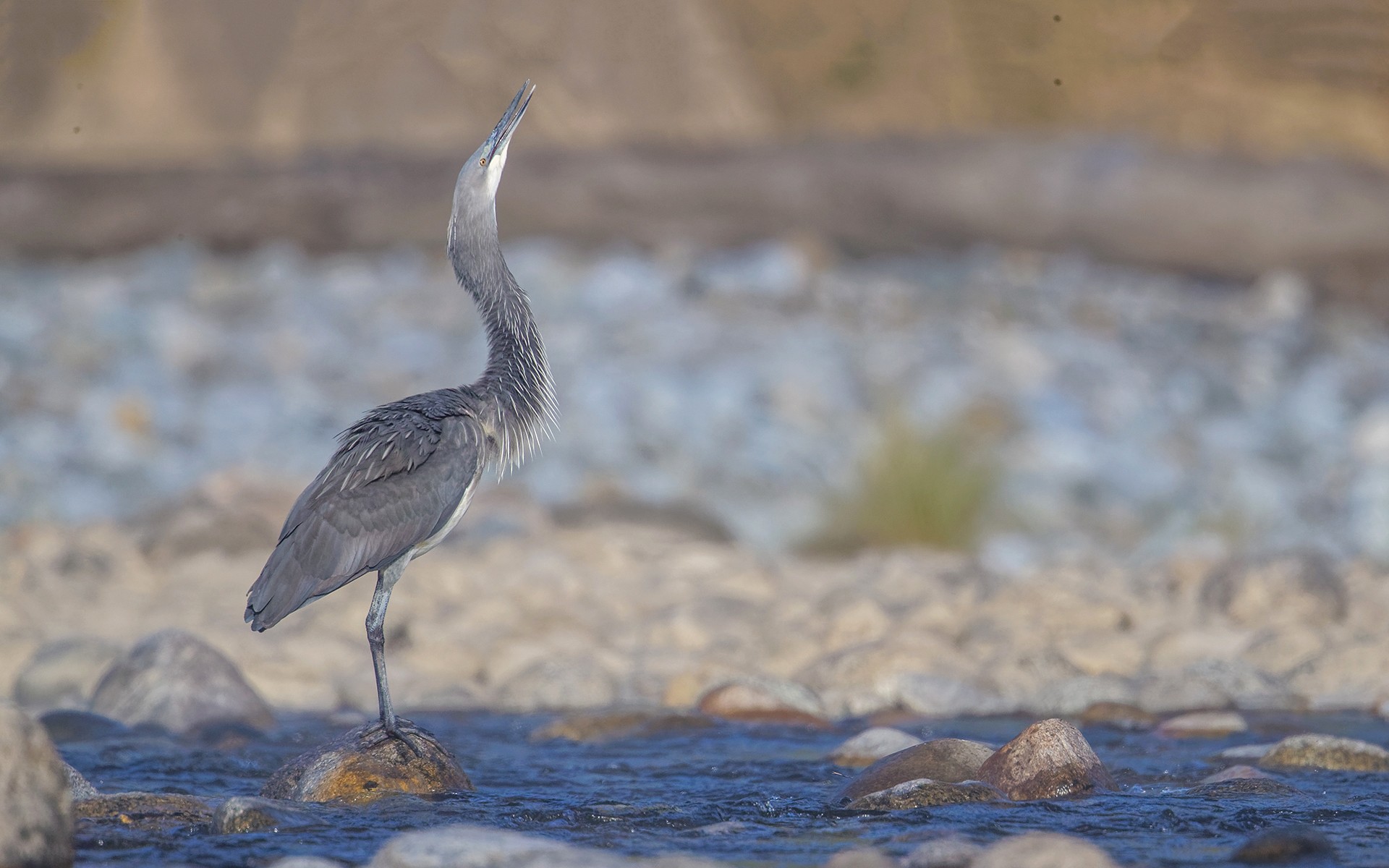 White Bellied Heron calling