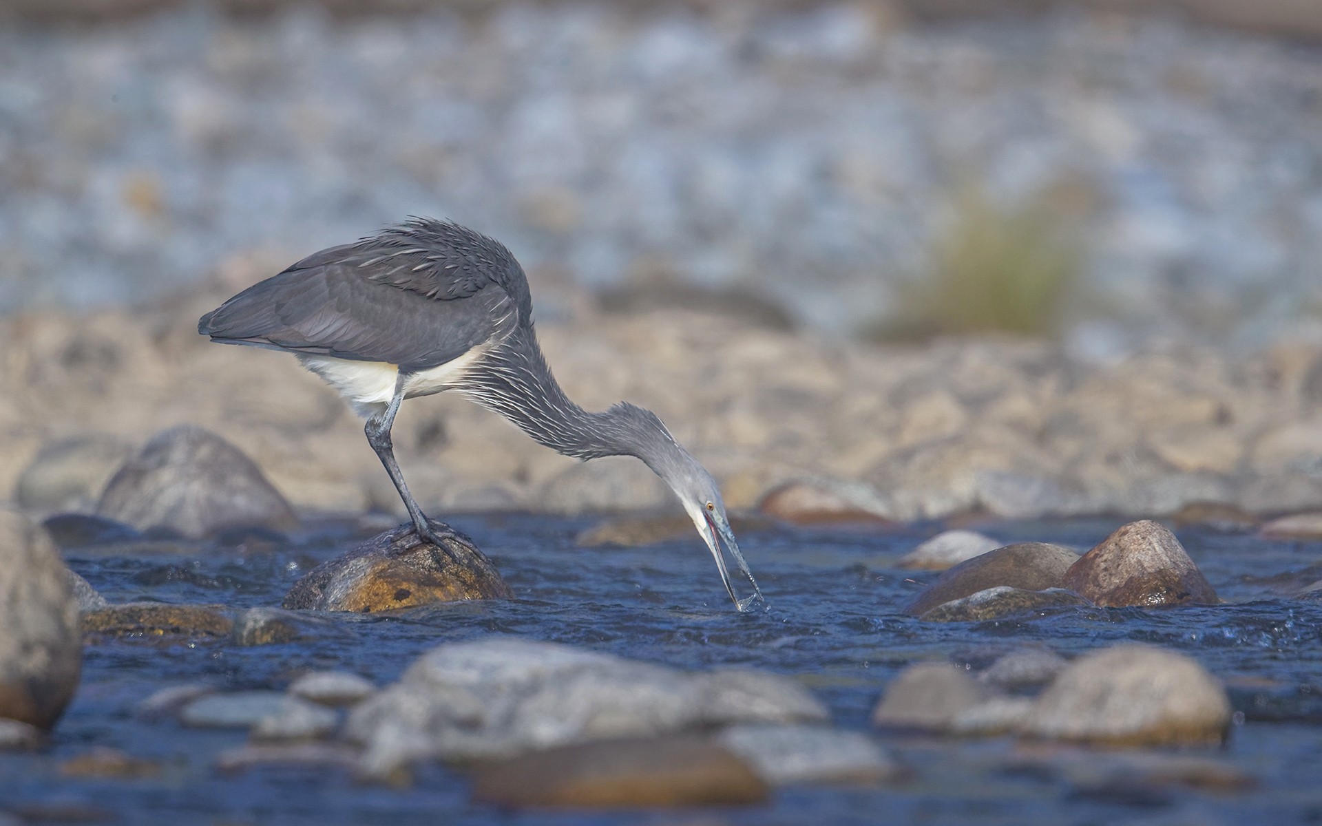 White Bellied Heron catching fish in the river
