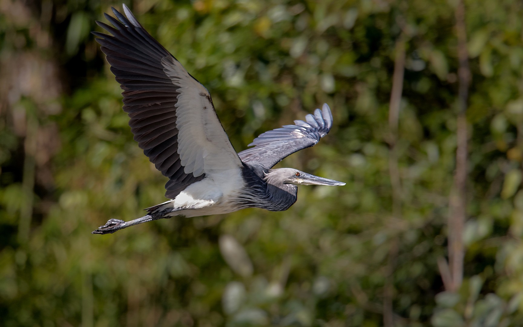 White Bellied Heron in flight