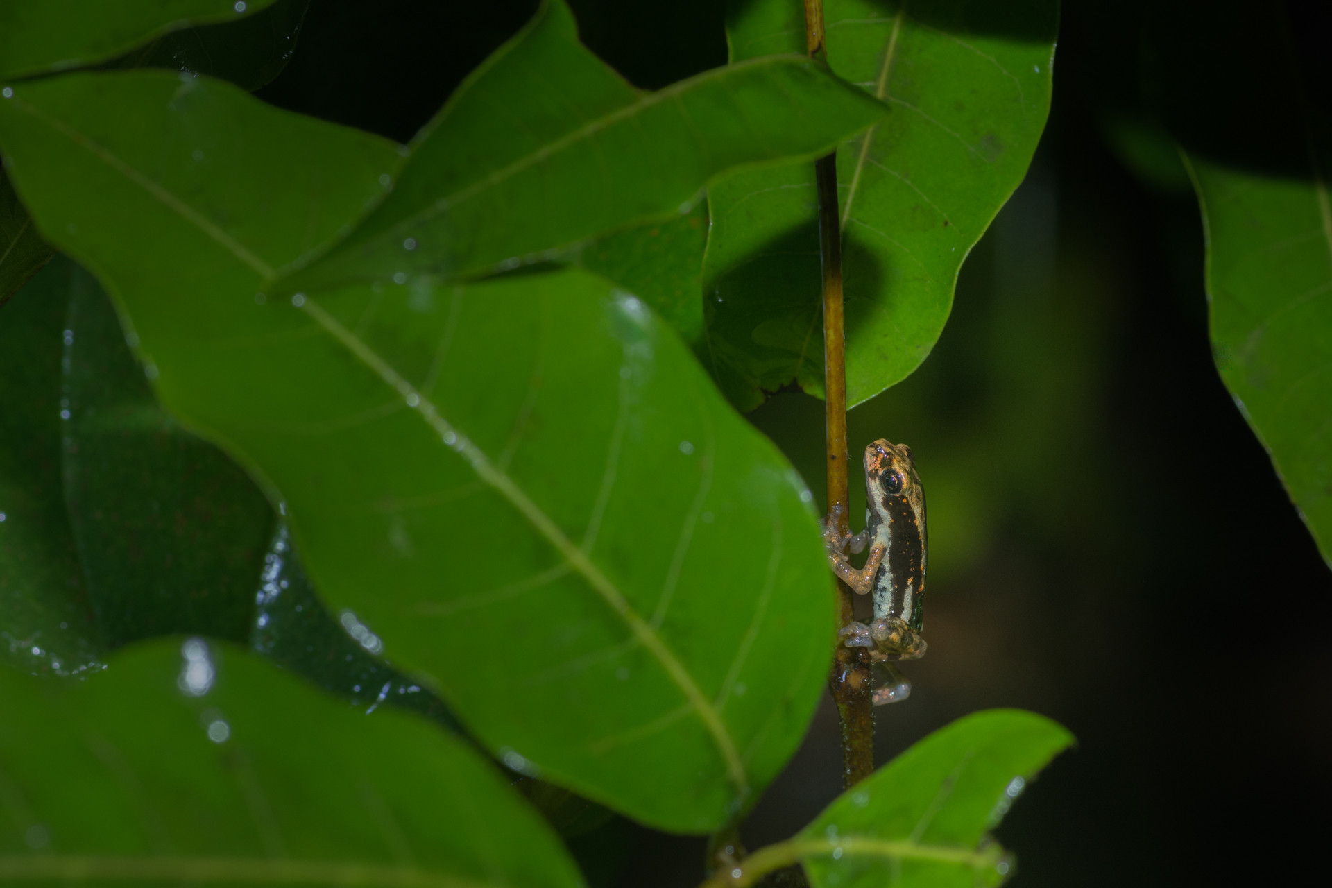 Malabar Tree Toad perched on a stem | Nature inFocus