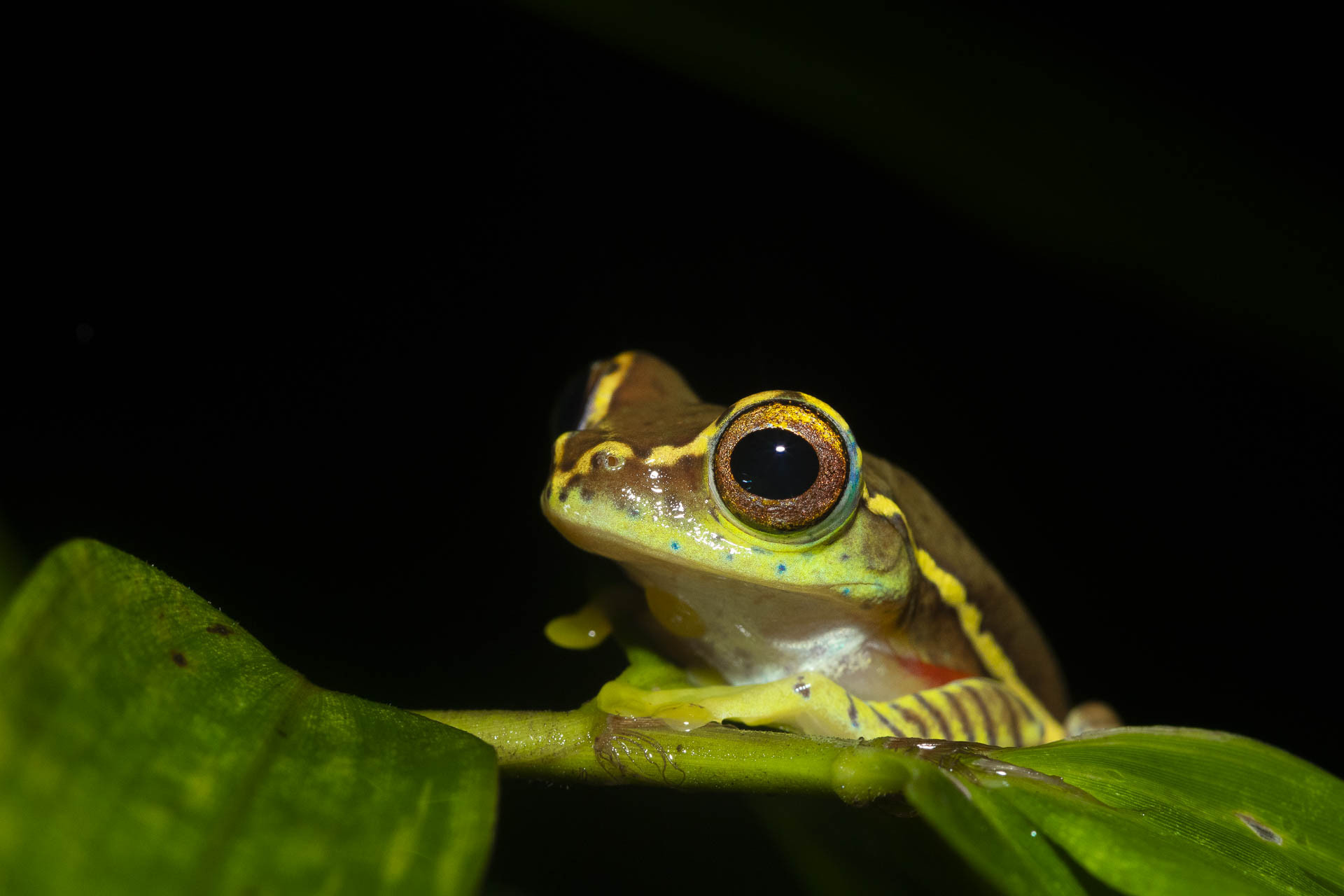 Small Tree Frog or Boulenger’s Tree Frog Rhacophorus lateralis