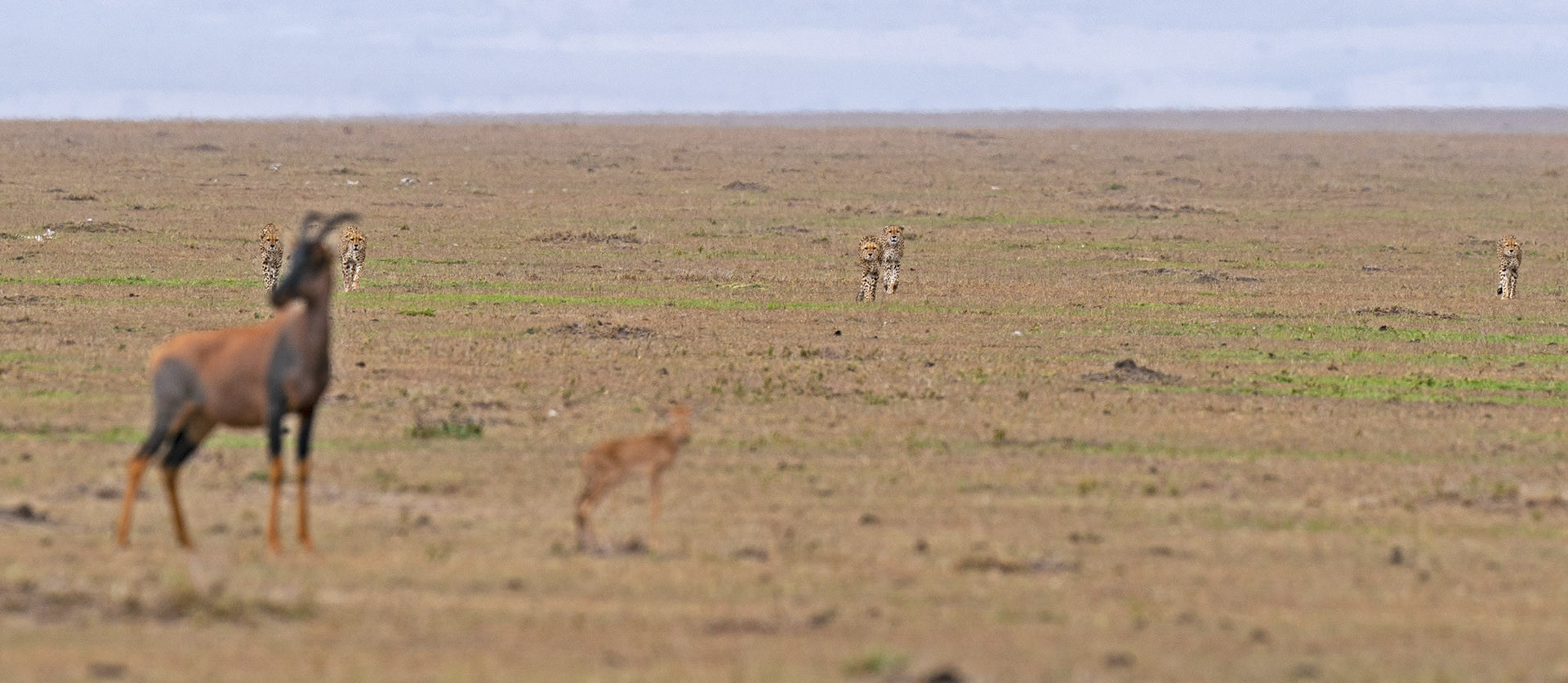 A pack of cheetahs closing in on a Topi