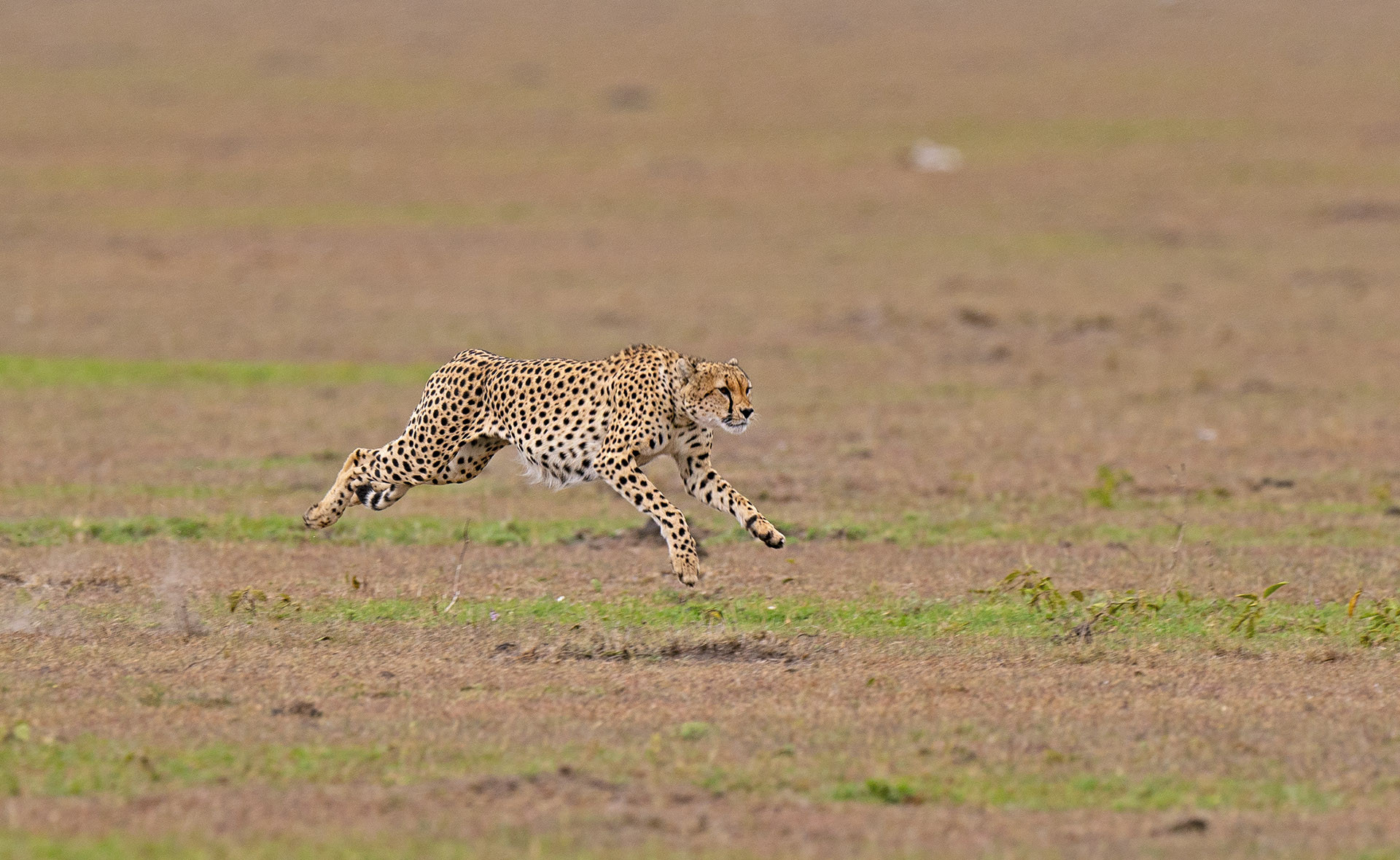 Cheetah sprinting