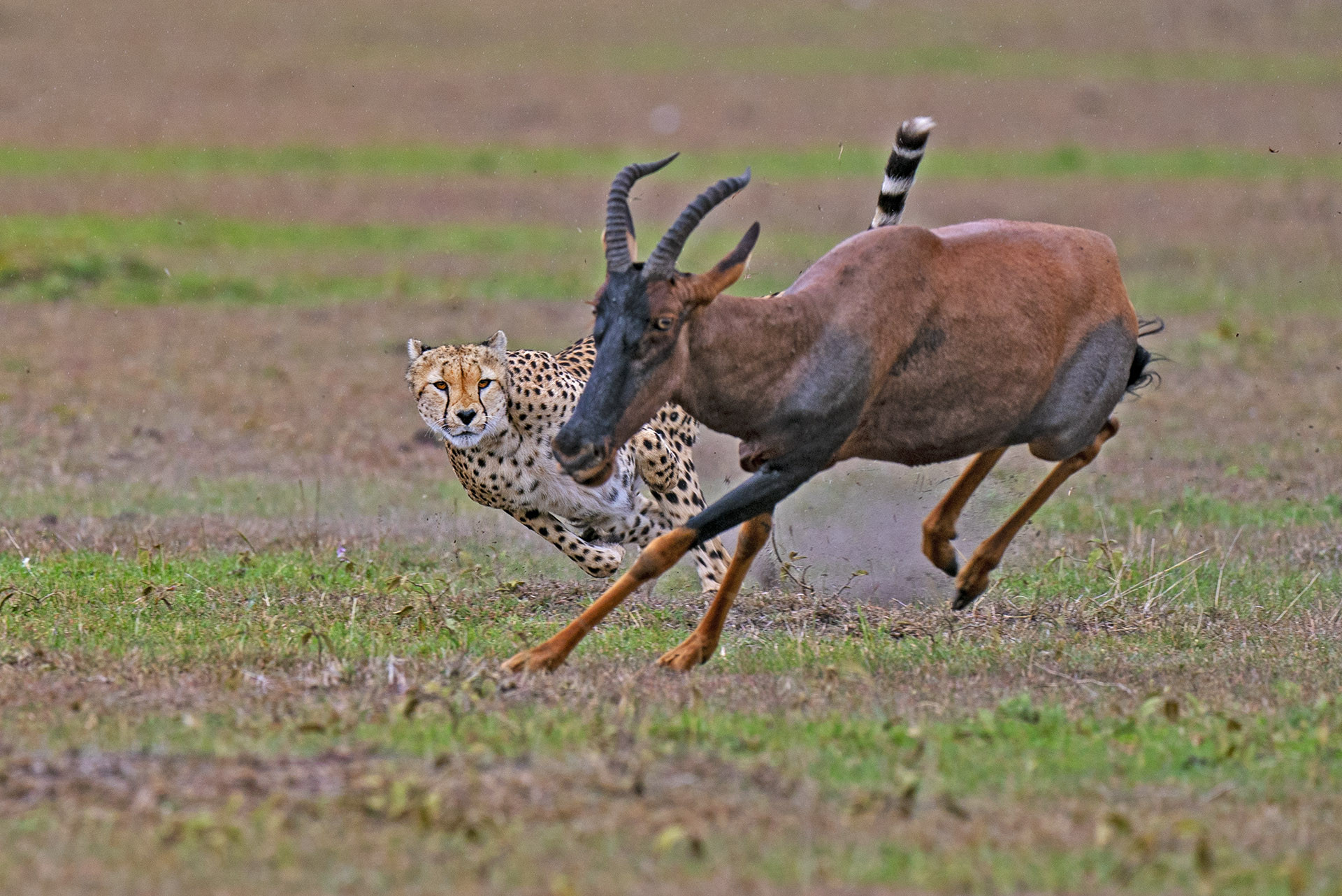 Cheetah hunting a topi
