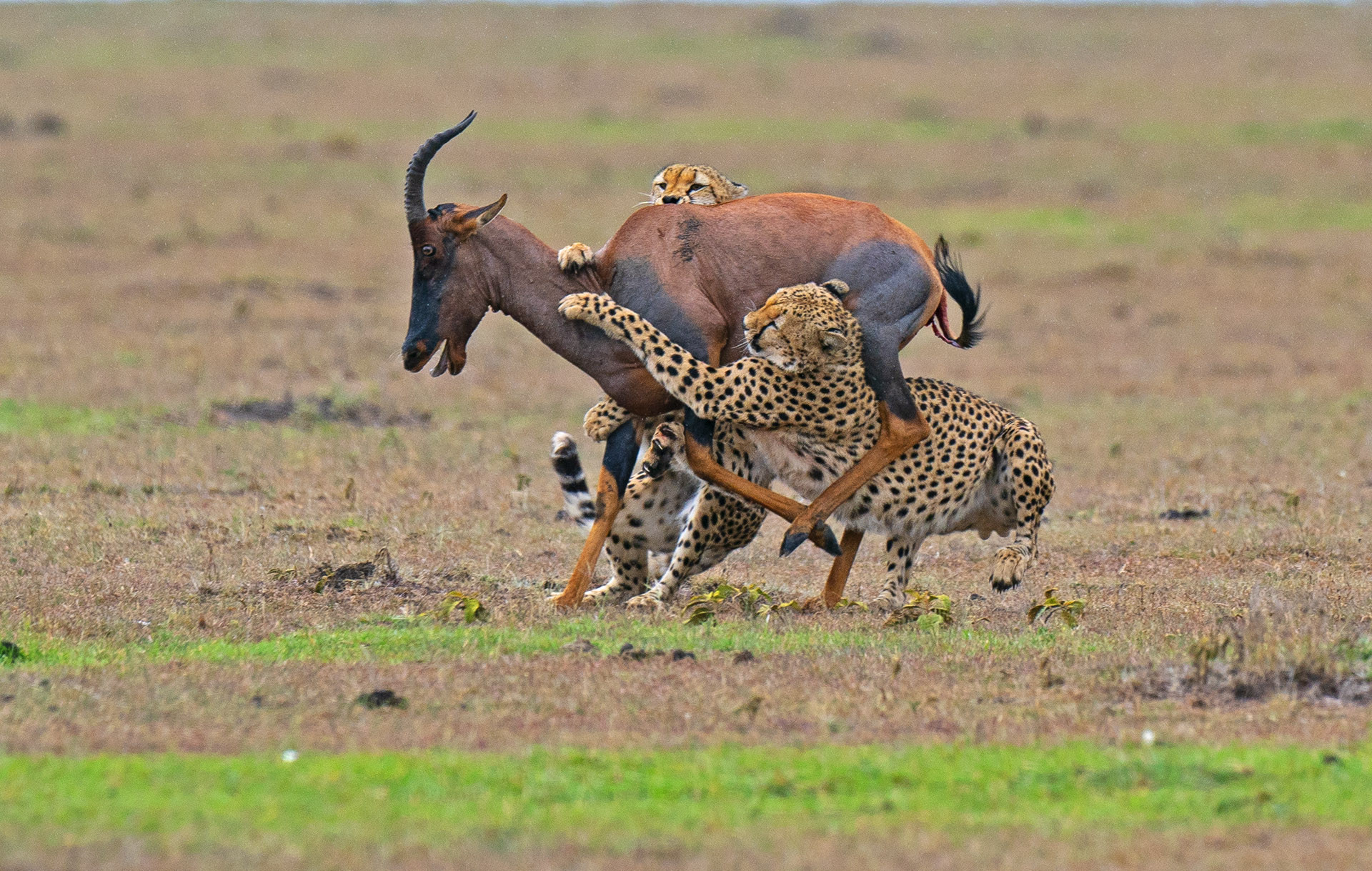 Two cheetahs hunting a topi