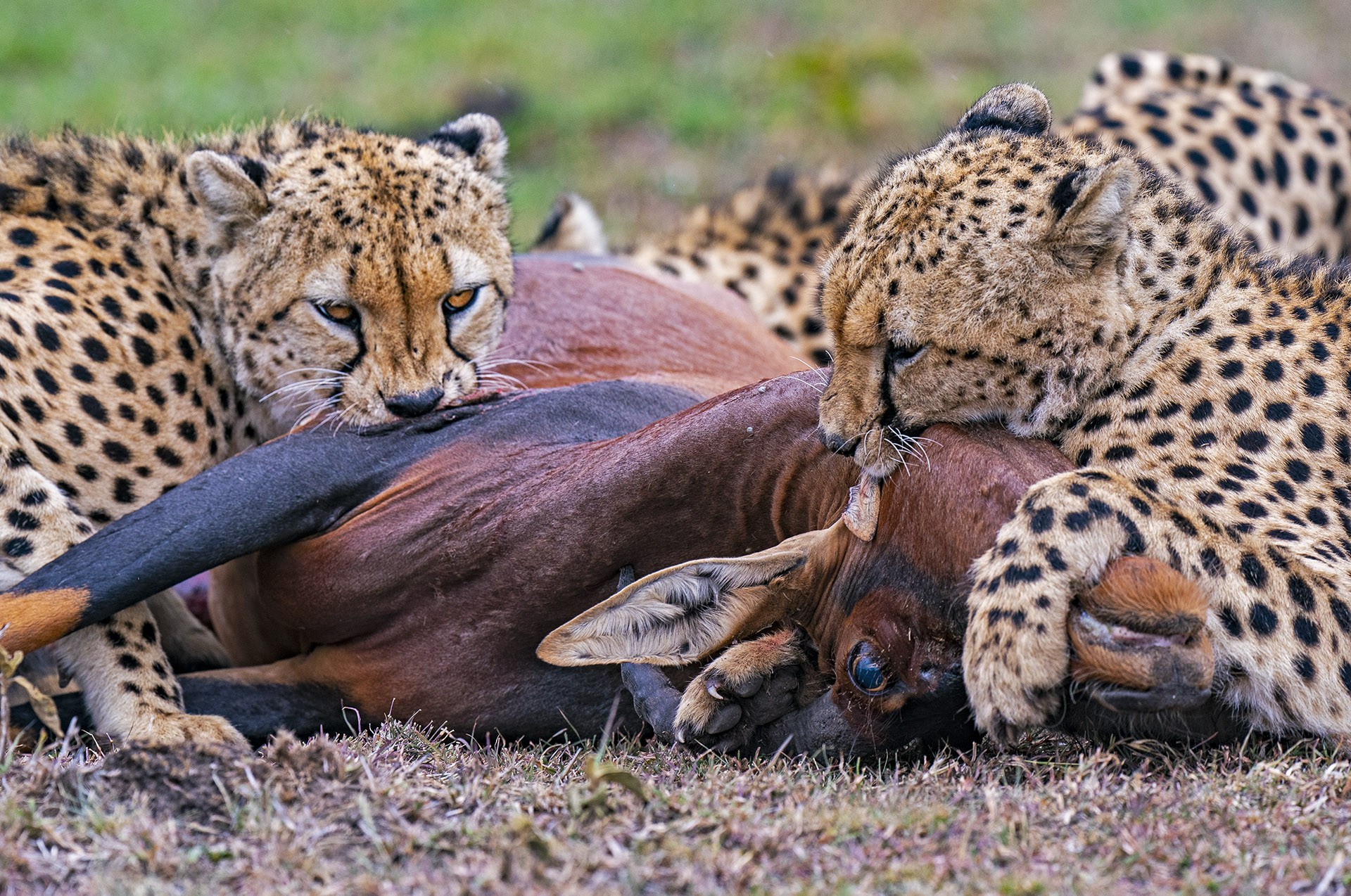 Cheetahs feeding on a Topi