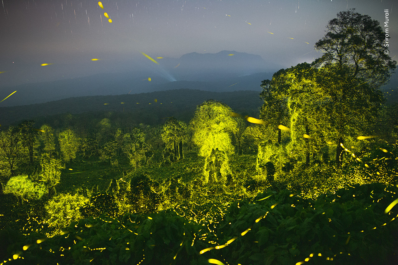   Sriram Murali  Wildlife Photographer of the Year | Nature Infocus