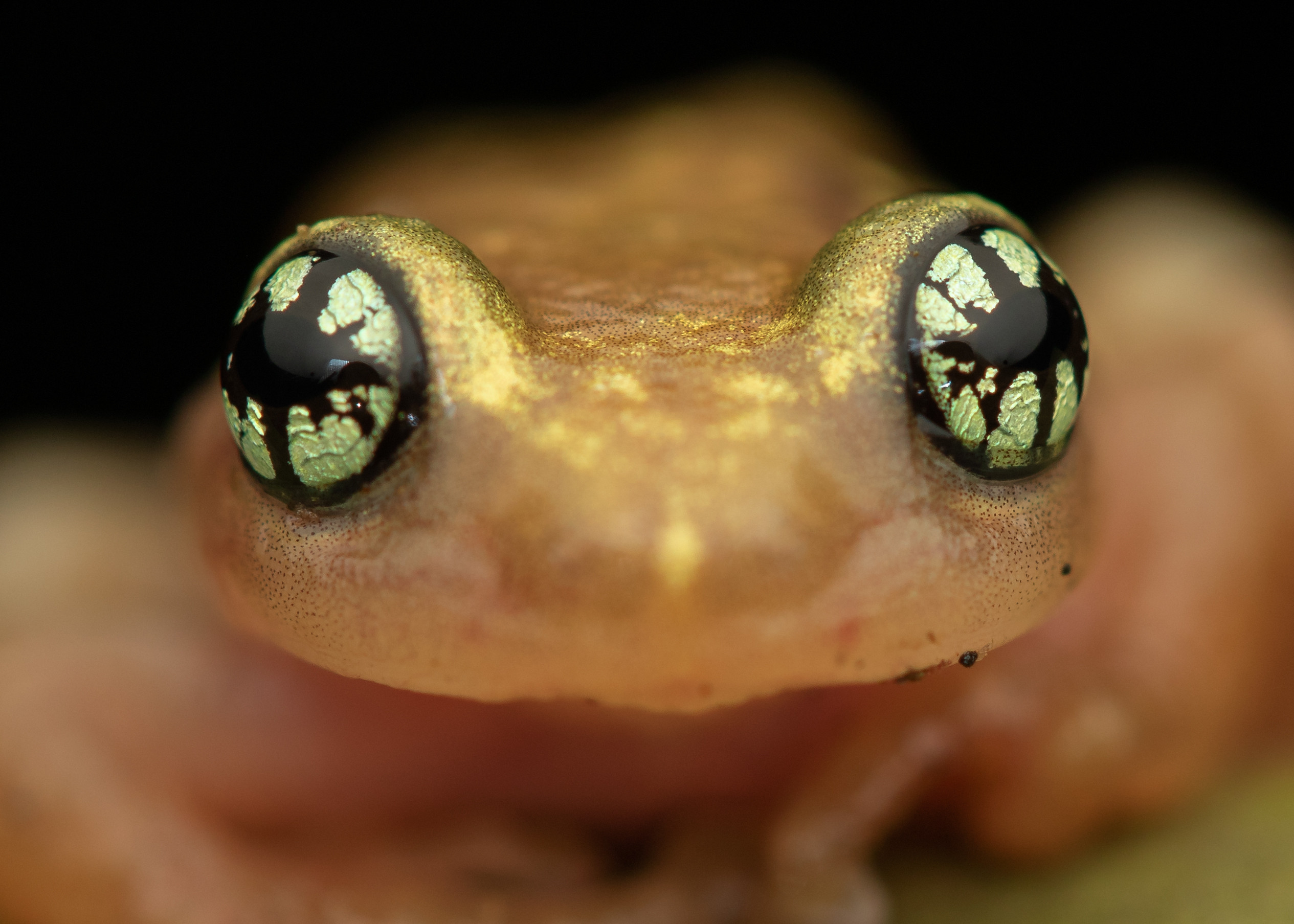 Ochalandrae Reed Frog Raorchestes ochlandrae
