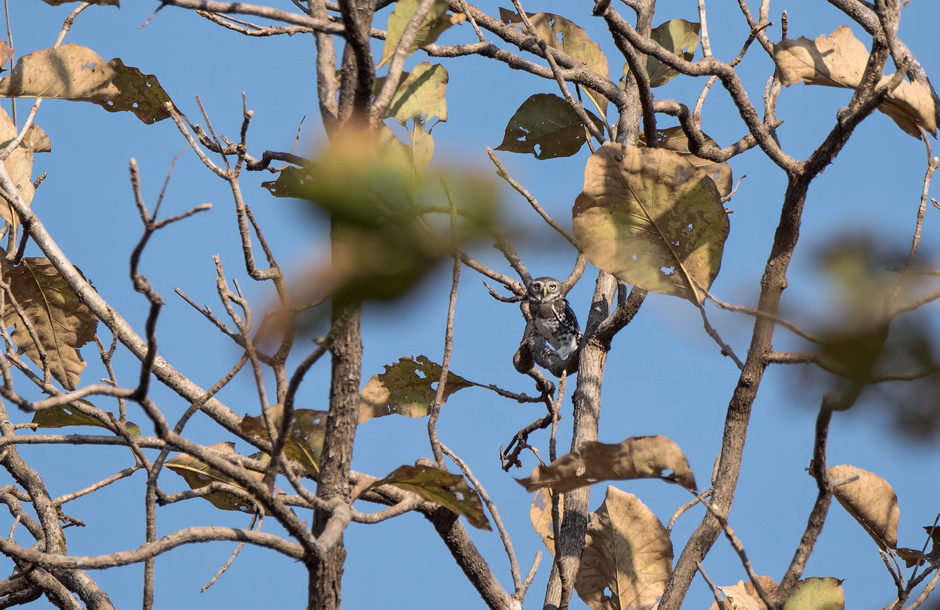 Tansa forest owlet   shashank birla - Top 10 Places To Go Birdwatching –  Mumbai | Nature inFocus
